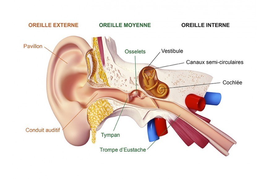 Anatomie de l'oreille - Audition Sarah Bitbol - Saint-Maur-des-Fossés