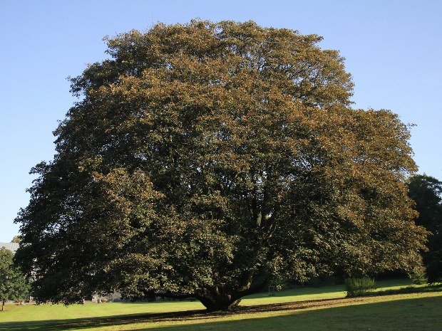 Acer pseudoplatanus 'Atropurpureum' 