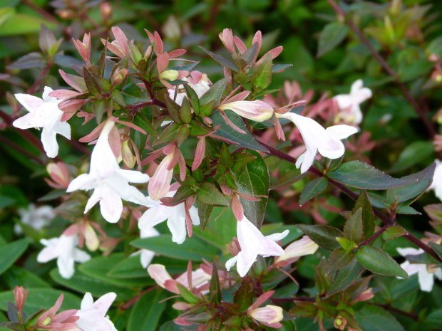 Abelia x grandiflora 'Sherwoodii' 