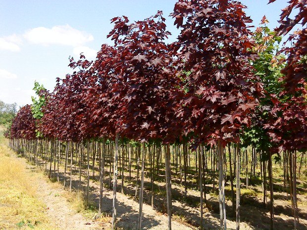 Acer platanoides 'Royal Red' 